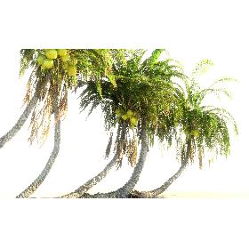 Coconut Palm Animated Pack 12 3D